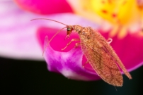(Neuroptre - Hemerobiidae - Micromus angulatus)
